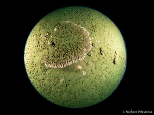 Planet coral II by Stéphane Primatesta 